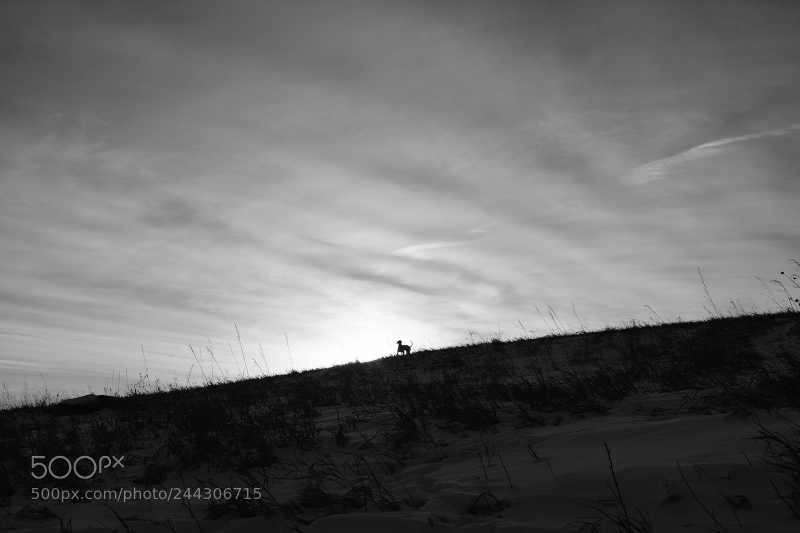 Fujifilm X100F sample photo. Dog silhouette photography