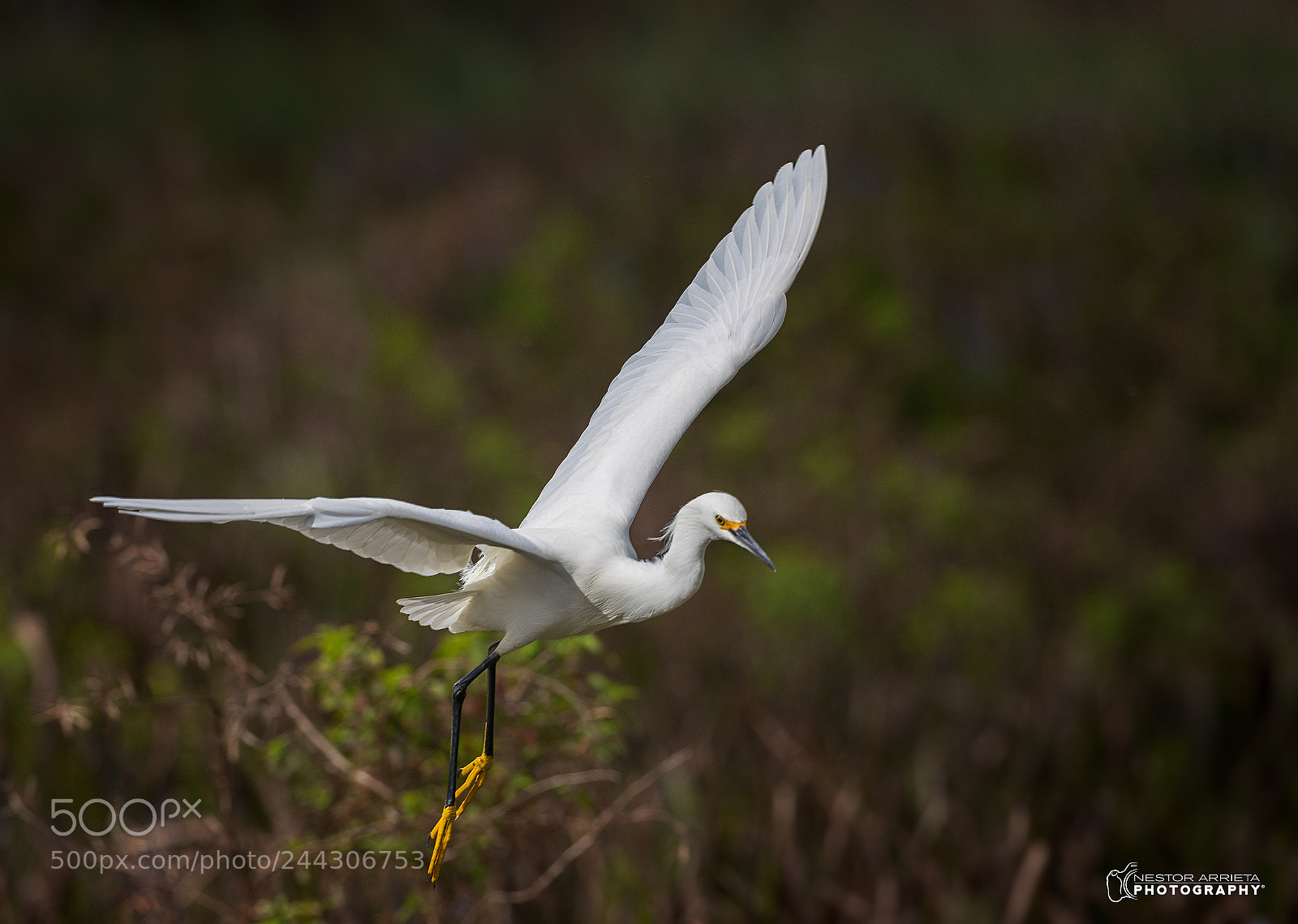 Canon EOS-1D X Mark II sample photo. Egretta thula photography
