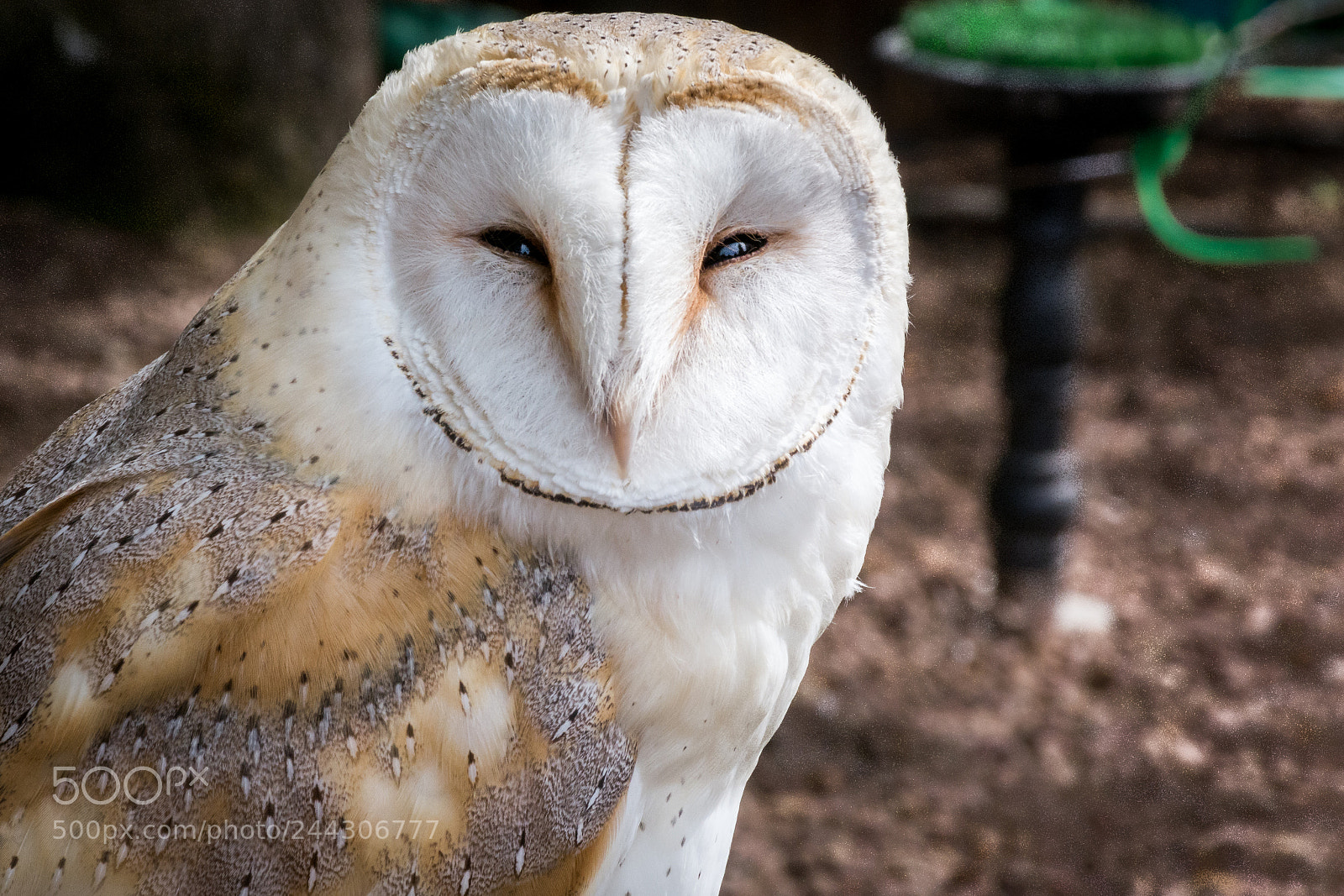 Nikon D7100 sample photo. Judging you. totally judging photography