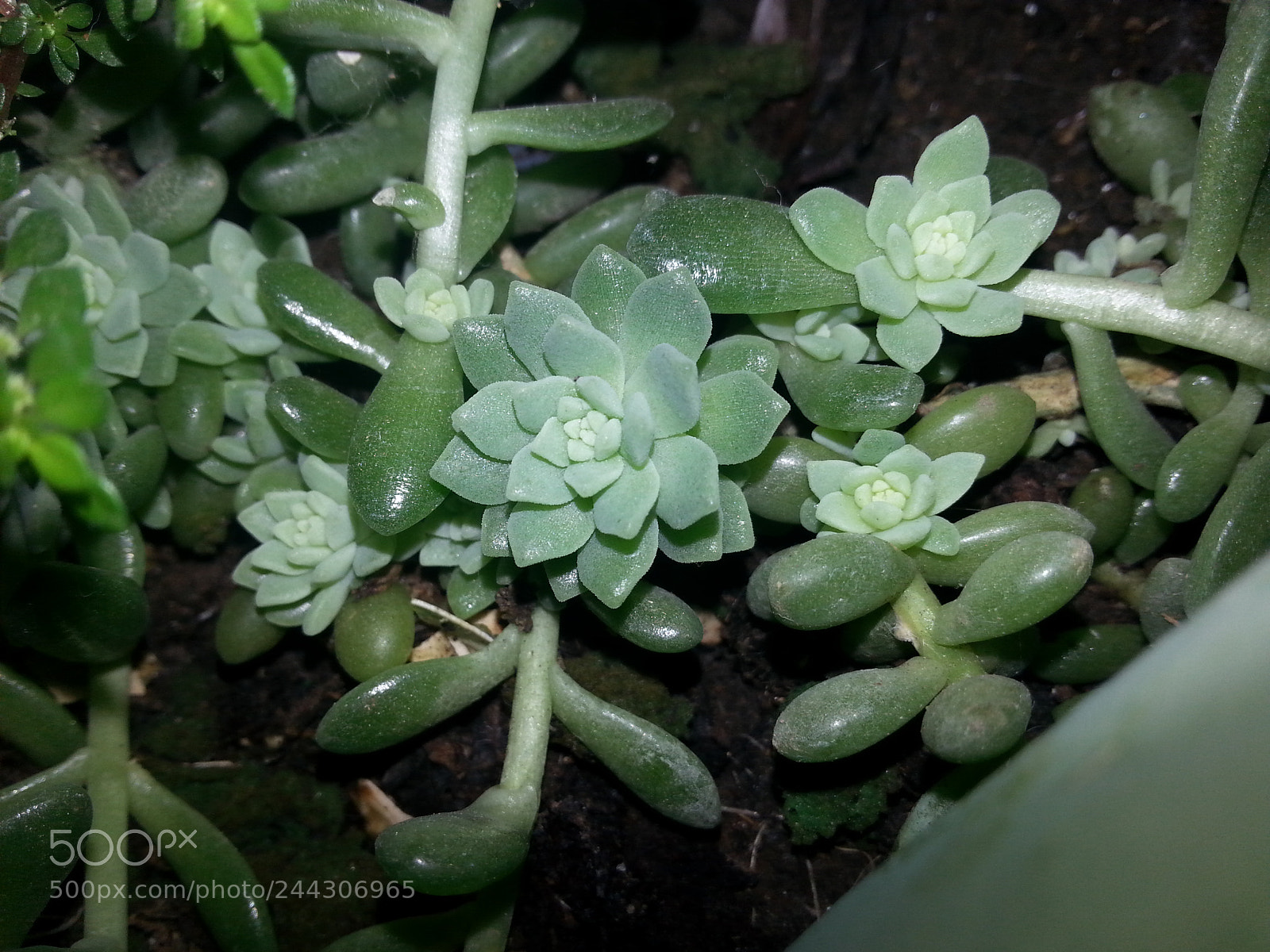 Samsung Galaxy S3 sample photo. Succulent photography
