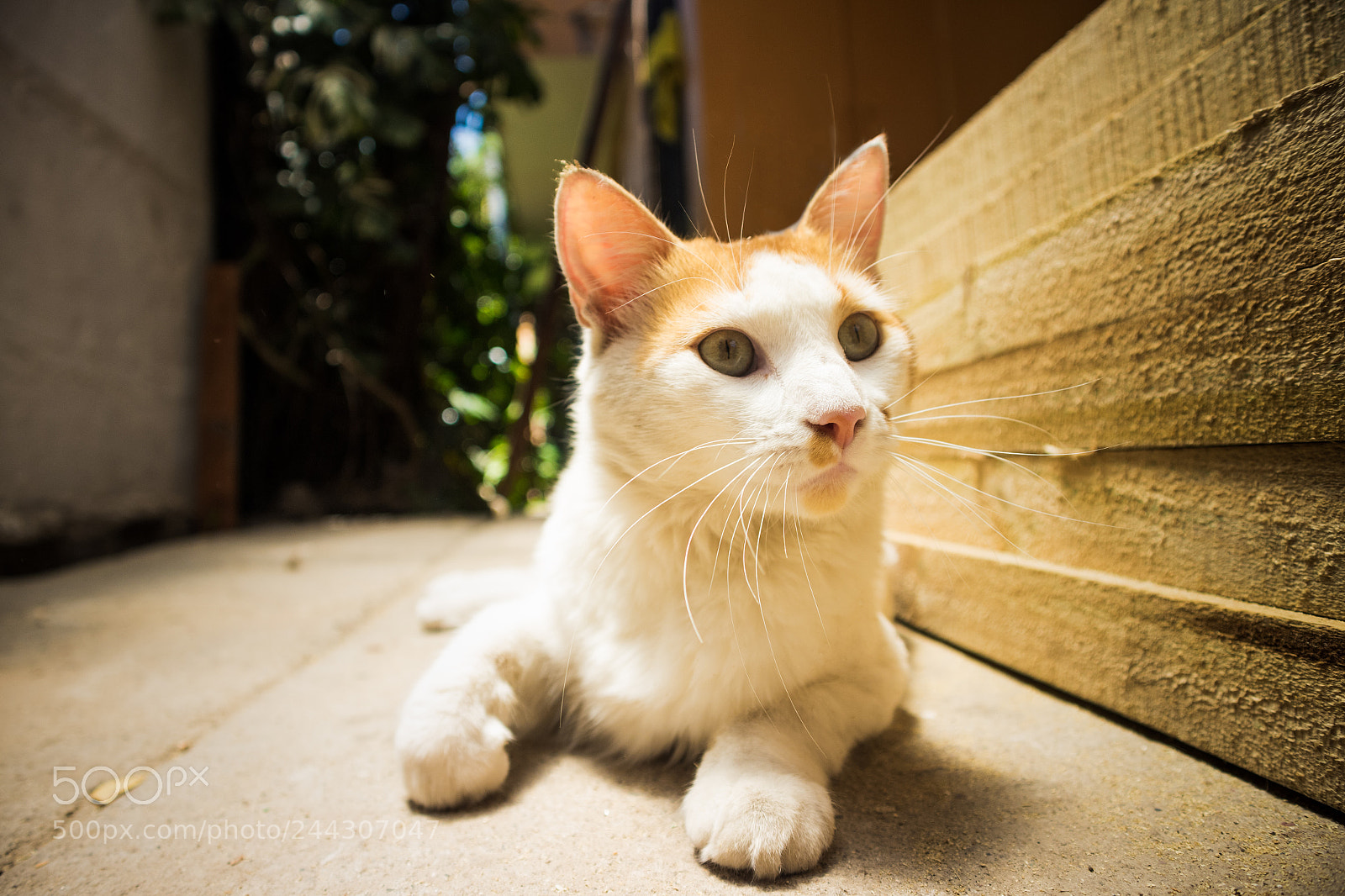 Canon EOS M10 sample photo. Pedrito photography