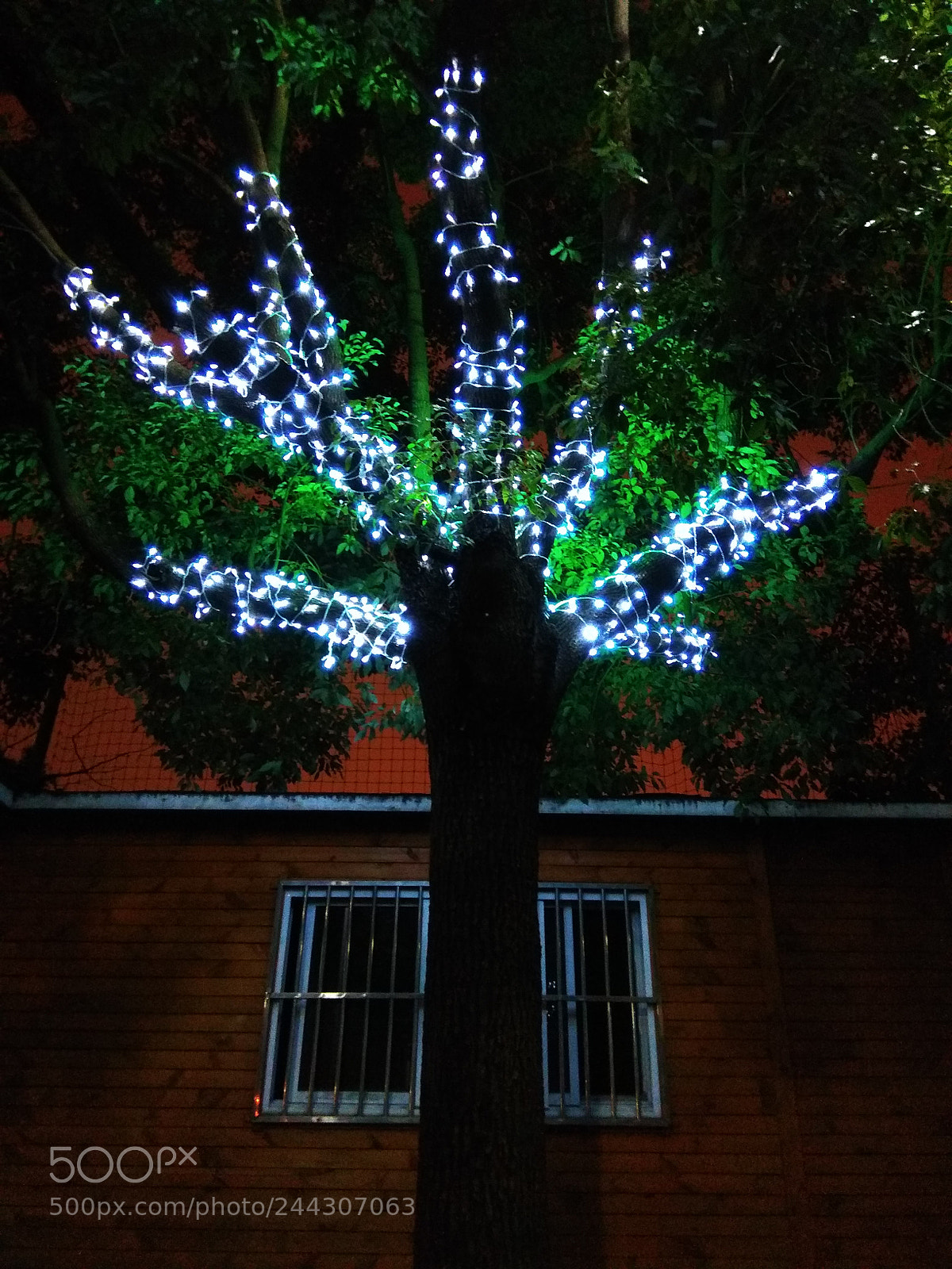 Xiaomi Redmi Note 4X sample photo. Tree photography
