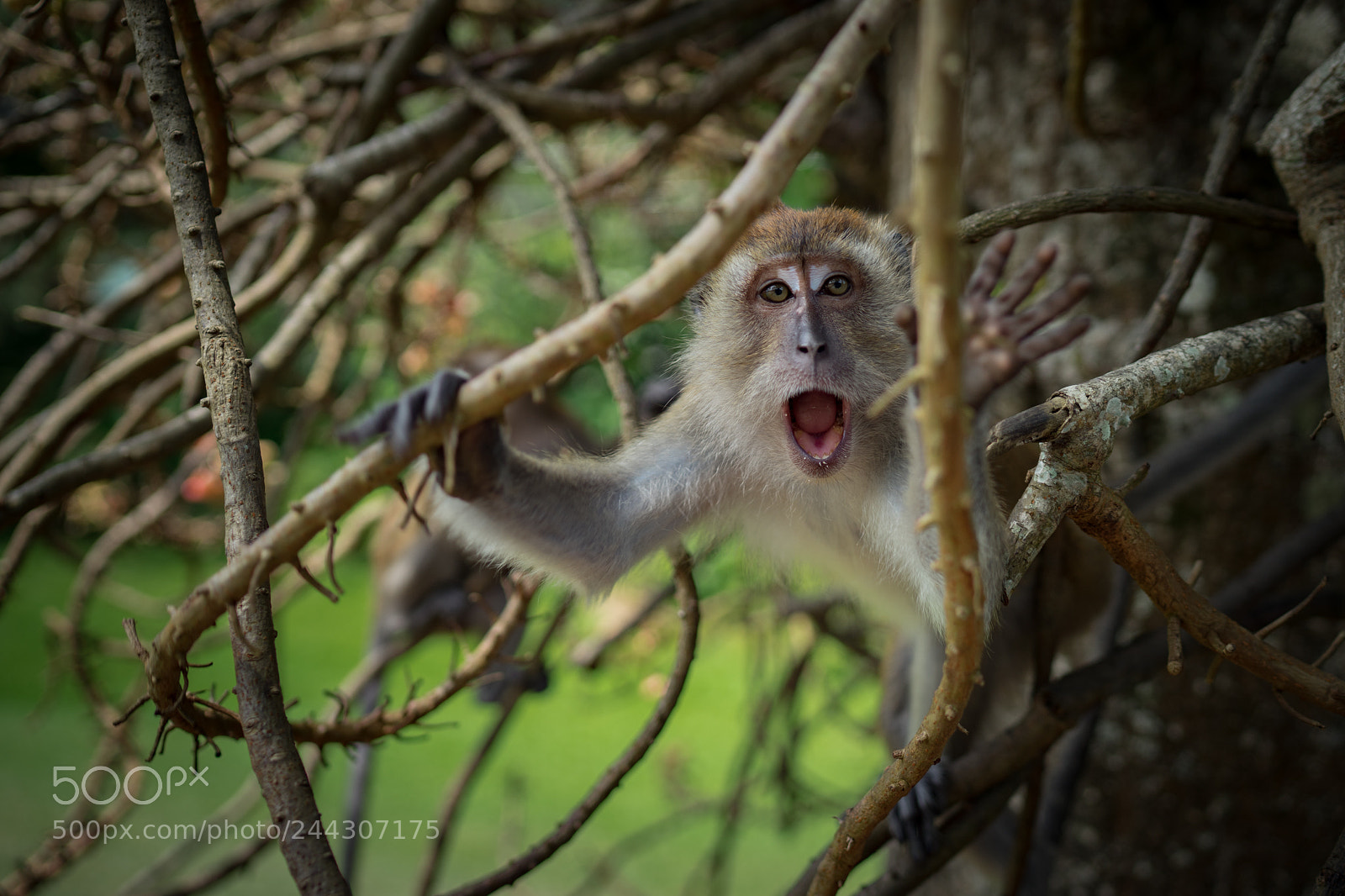Sony a7 II sample photo. No photo! photography