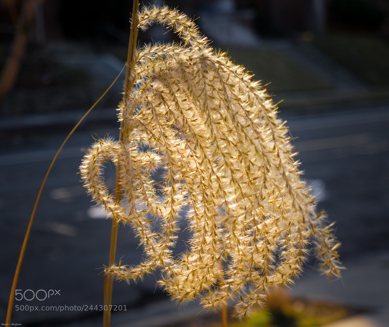 Panasonic Lumix DMC-LX5 sample photo. Aglow photography