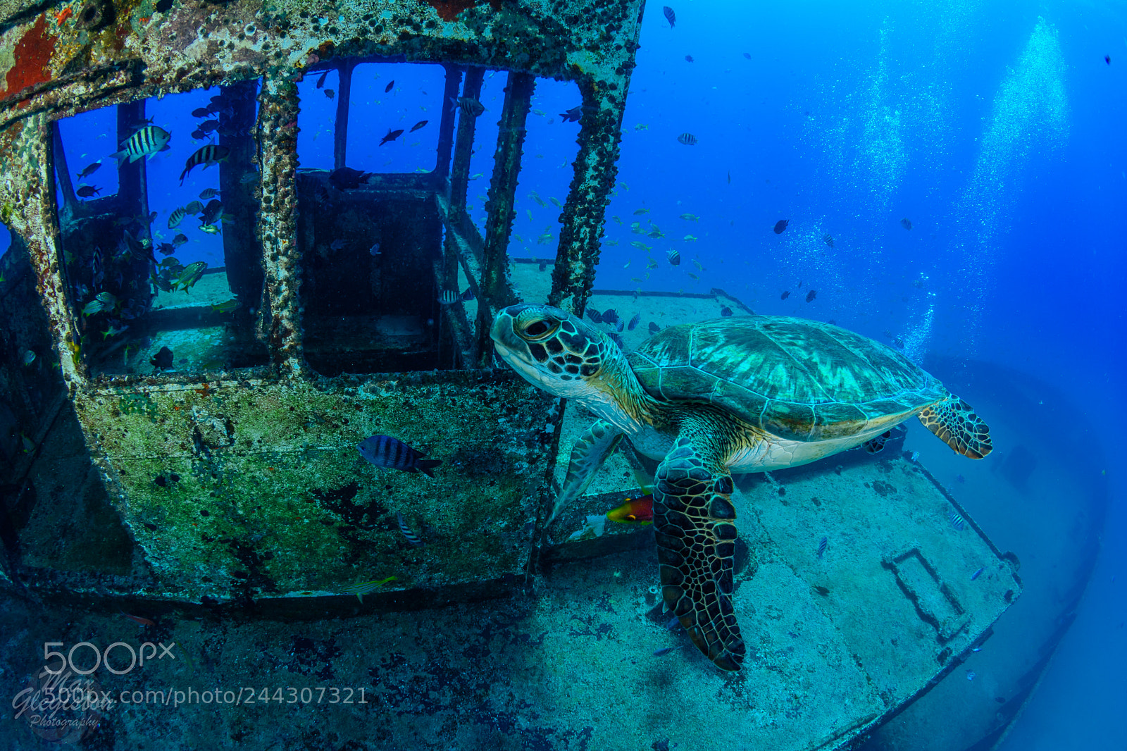 Nikon D7100 sample photo. Turtle photography