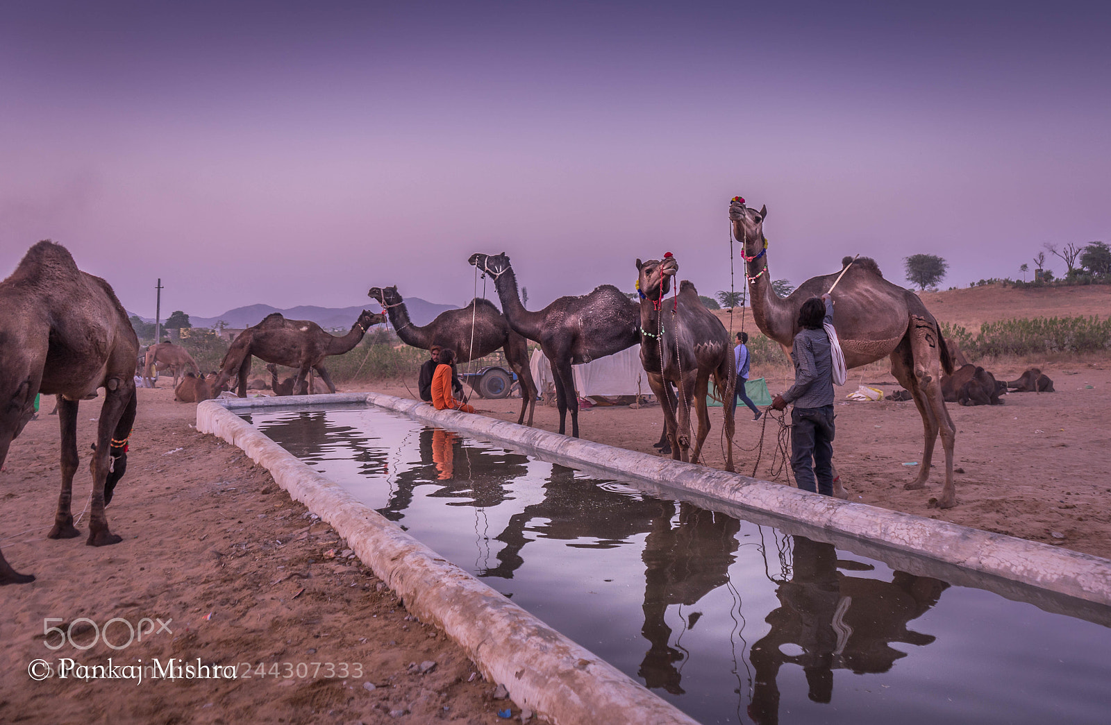 Sony a7 II sample photo. Camel affair 2 photography