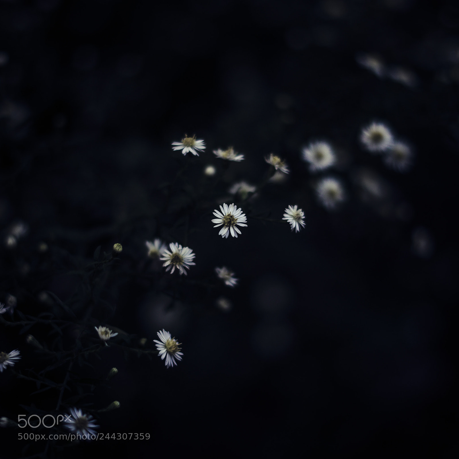 Sony a7 II sample photo. No.79 photography