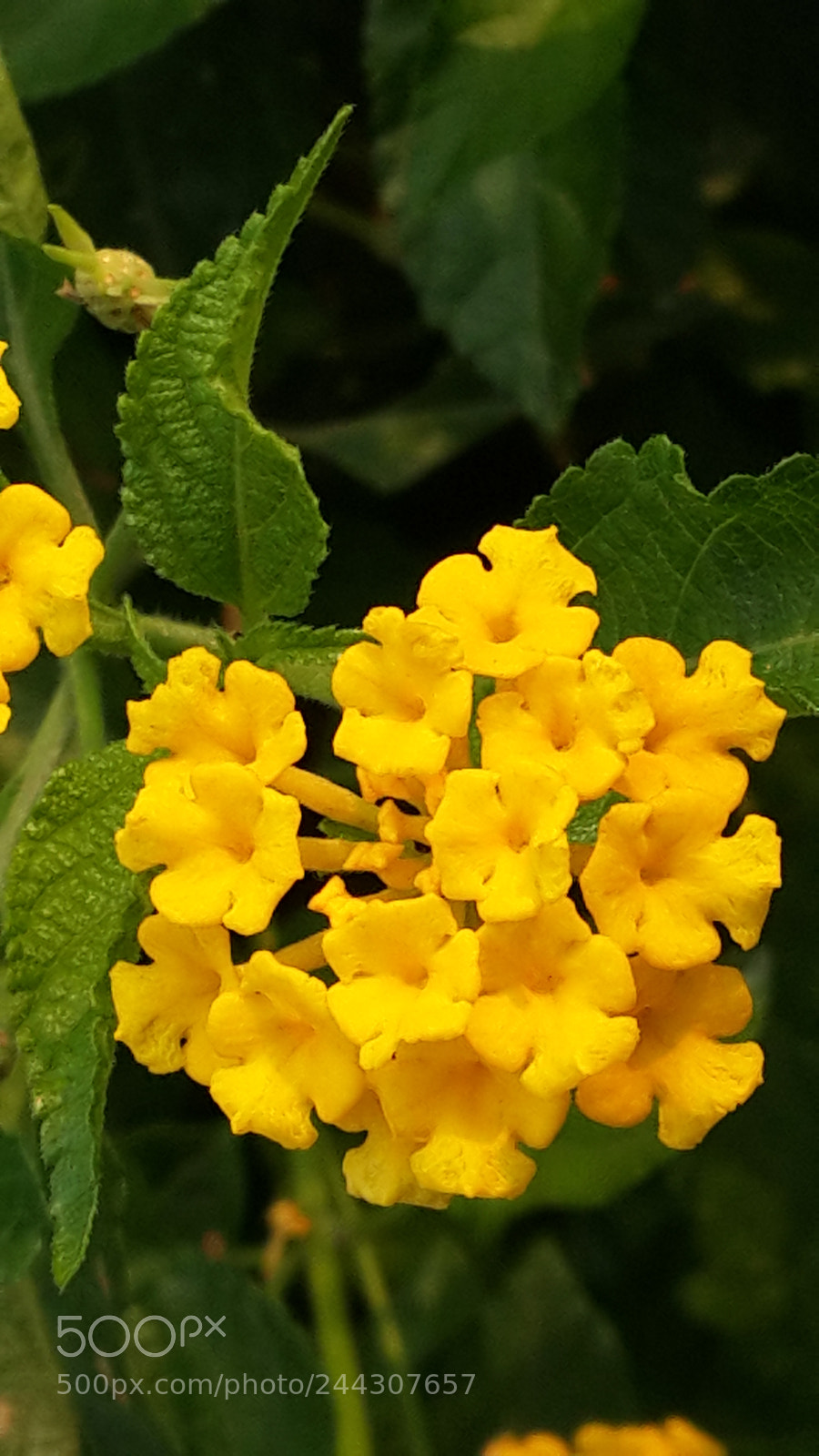 Samsung Galaxy S4 sample photo. Happy yellow photography