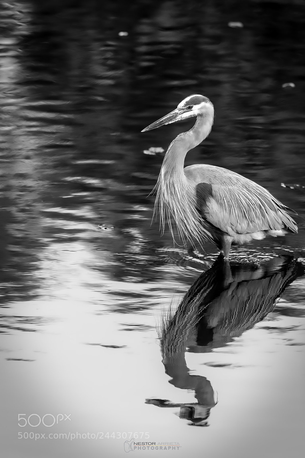 Canon EOS-1D X Mark II sample photo. Reflection bw photography