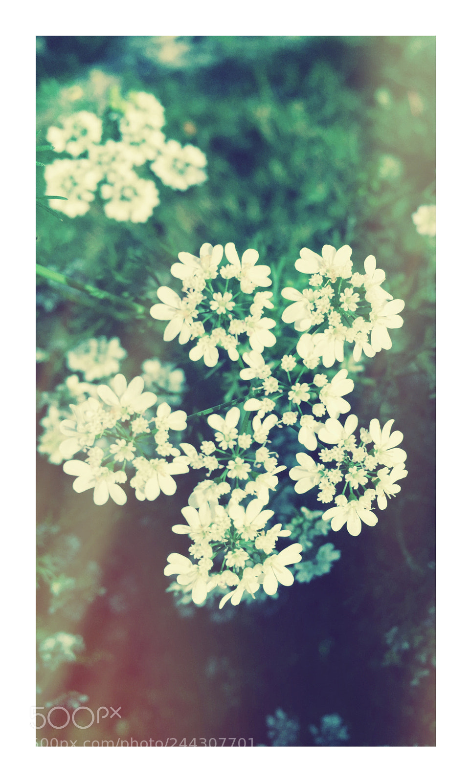 Apple iPhone 6 Plus sample photo. Untitled photography