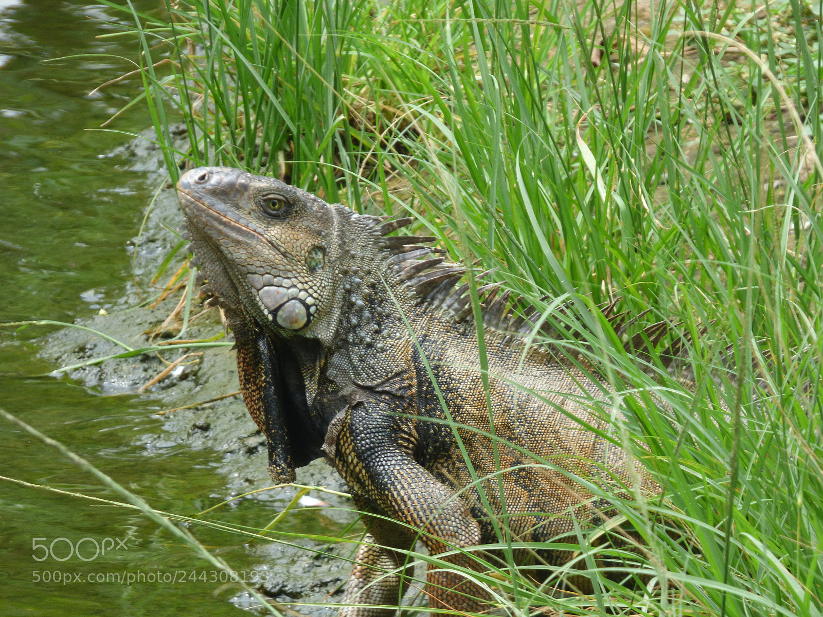 Panasonic Lumix DMC-FZ70 sample photo. Cali () photography