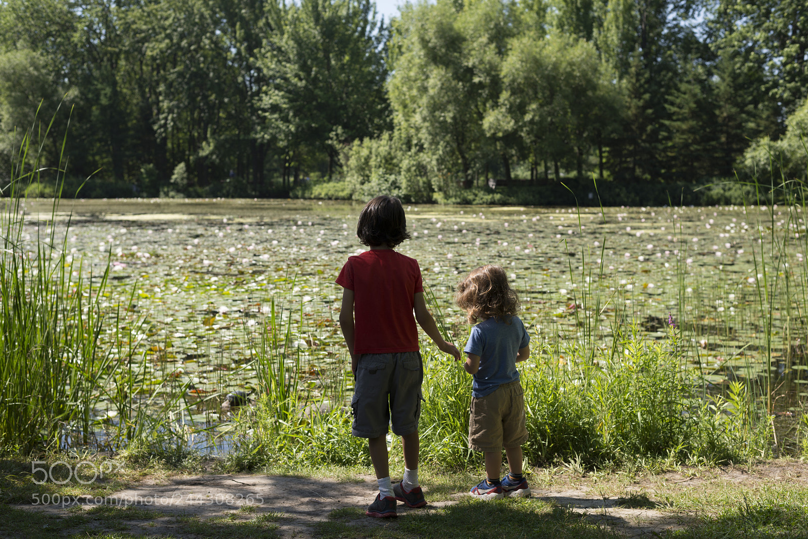 Nikon D610 sample photo. 080717_17.jpg photography