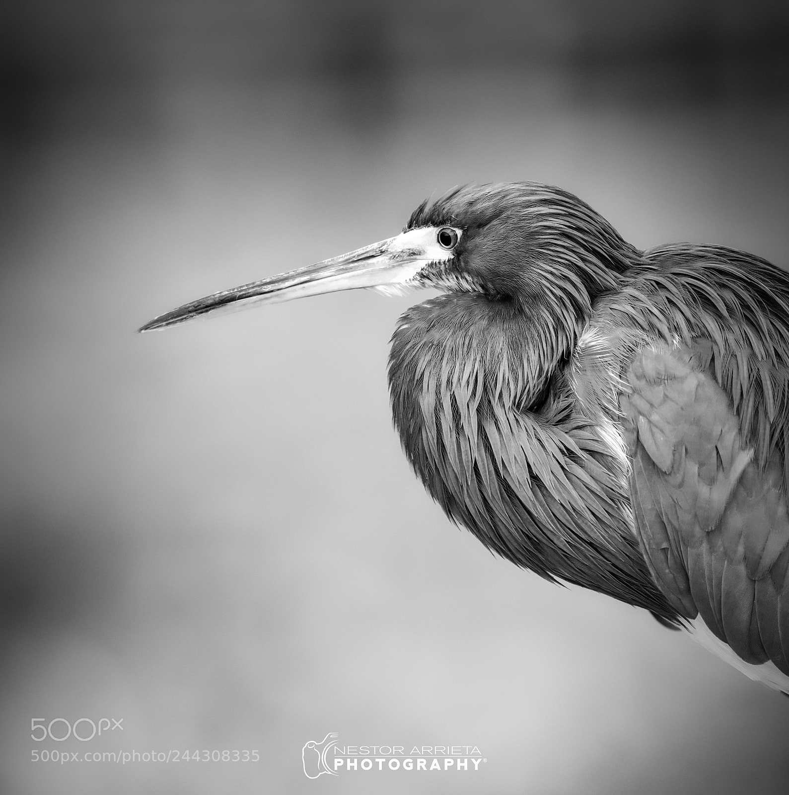 Canon EOS-1D X Mark II sample photo. Green heron photography
