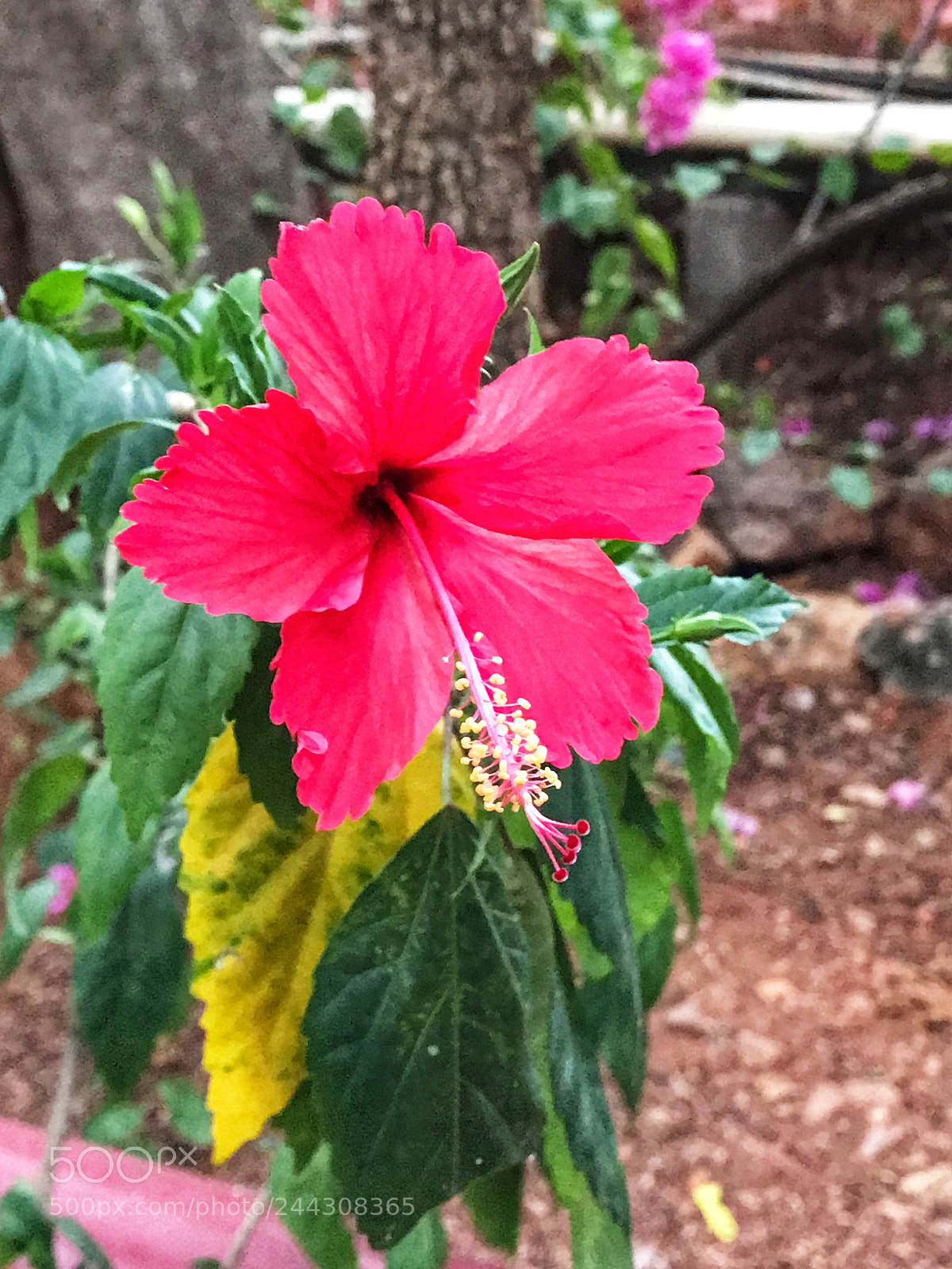 Apple iPhone 7 Plus sample photo. Untitled photography