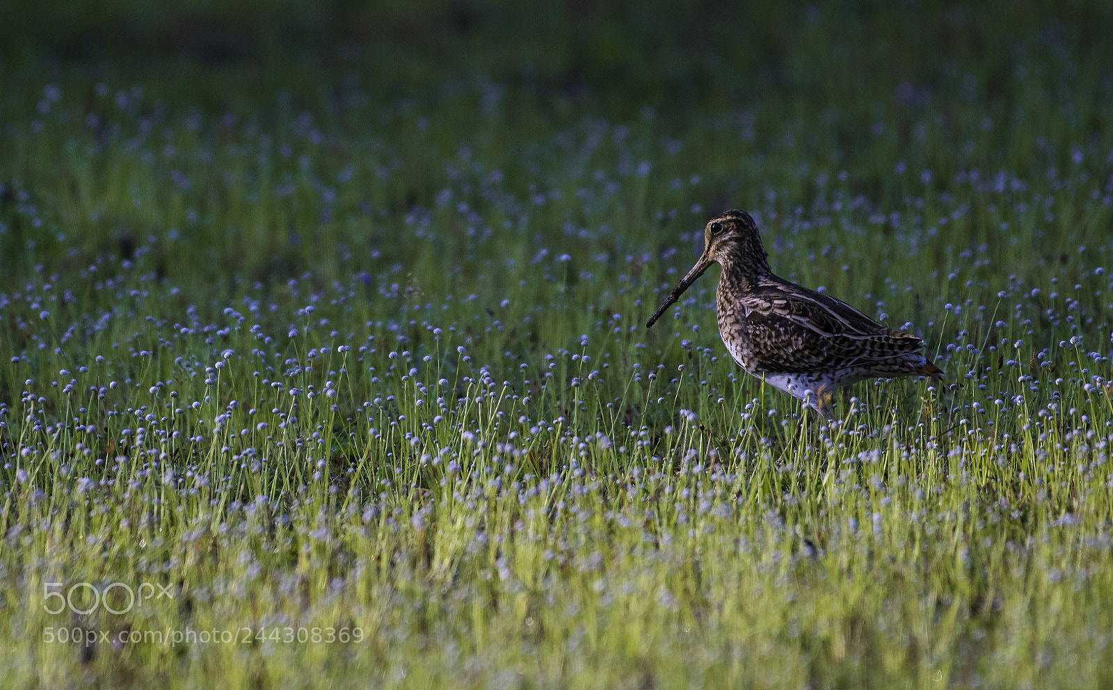 Nikon D500 sample photo. Pintailed snipe photography