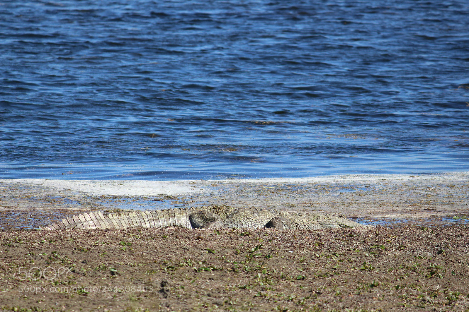 Canon EF-S 55-250mm F4-5.6 IS II sample photo. Crocodile photography