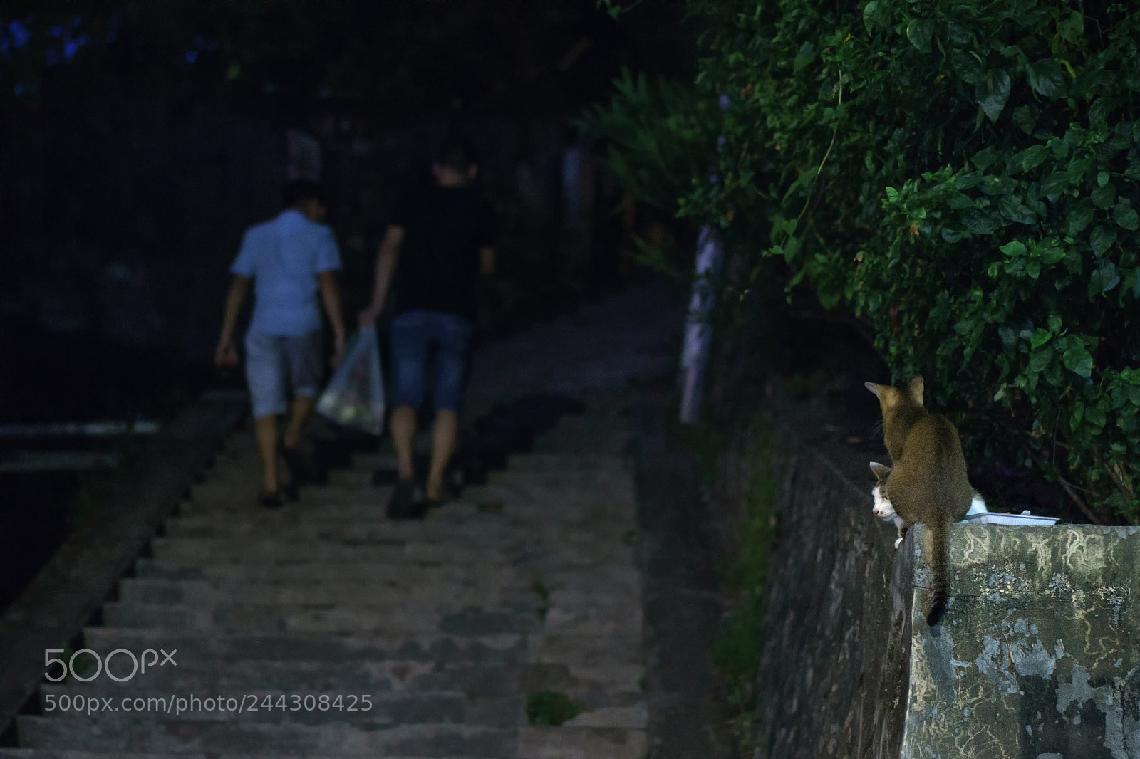 Sony a7 sample photo. 小猫 photography