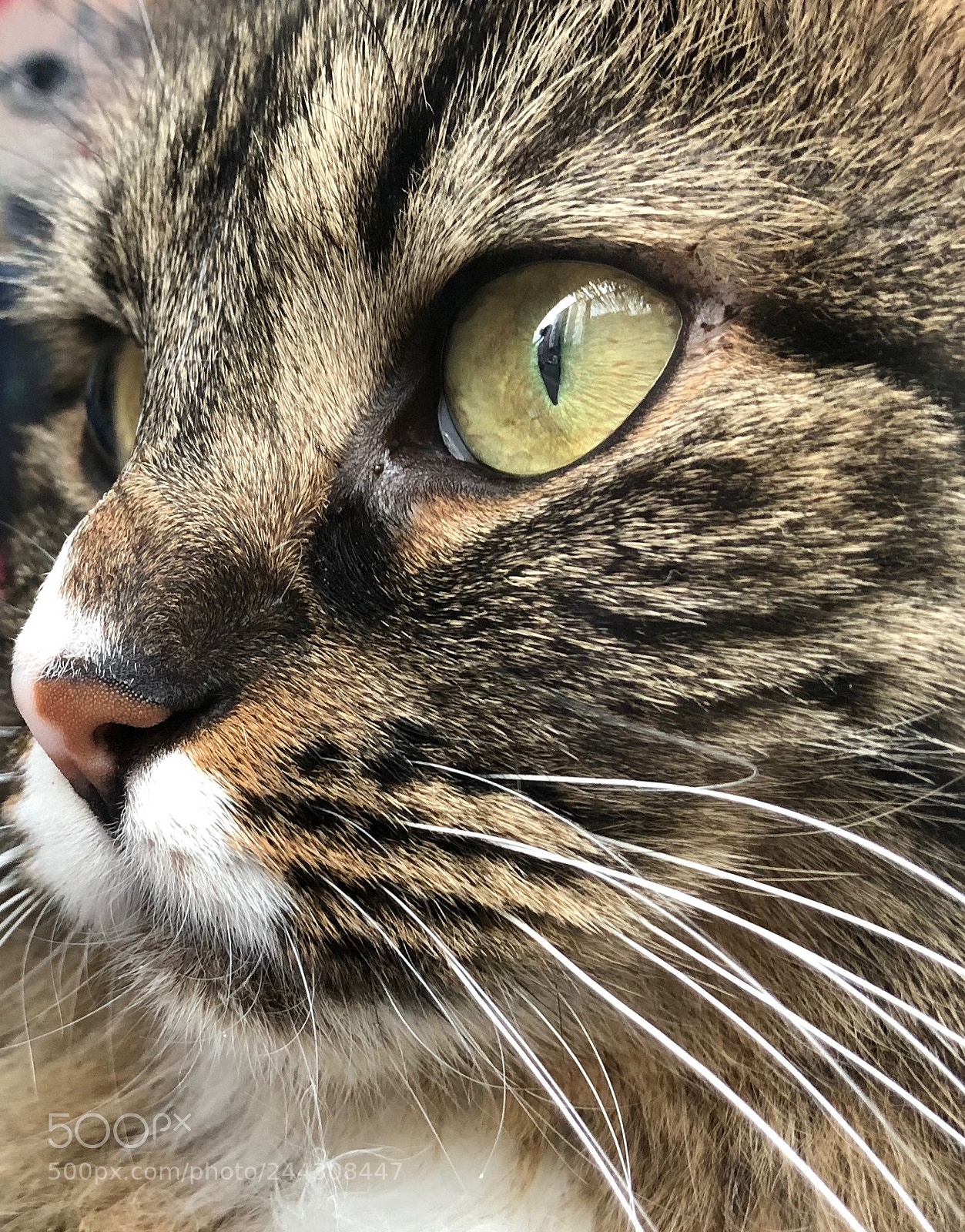 Apple iPhone X sample photo. Bandit a cat who photography