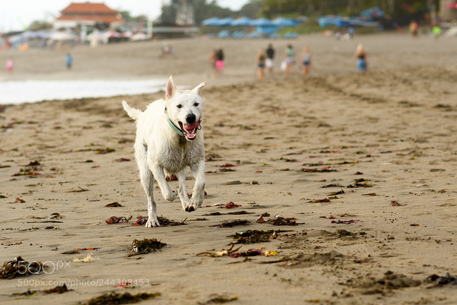 Nikon D7500 sample photo. Dog photography