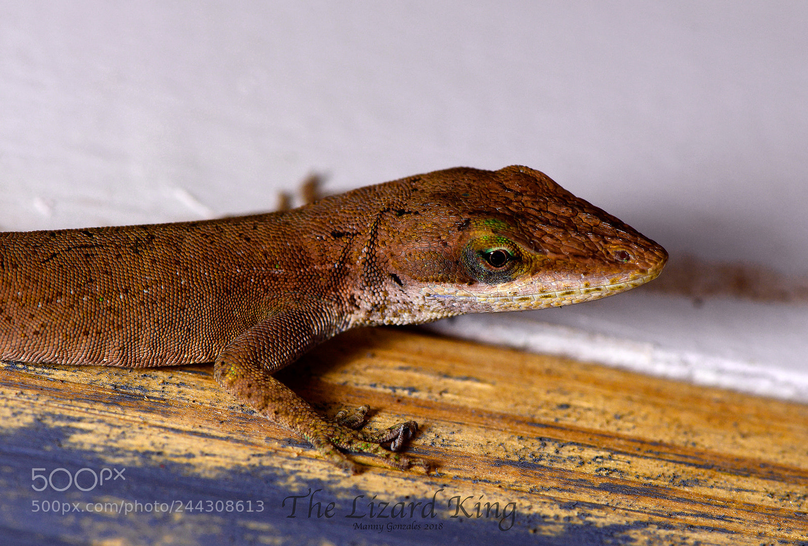 Nikon D850 sample photo. The lizard king photography