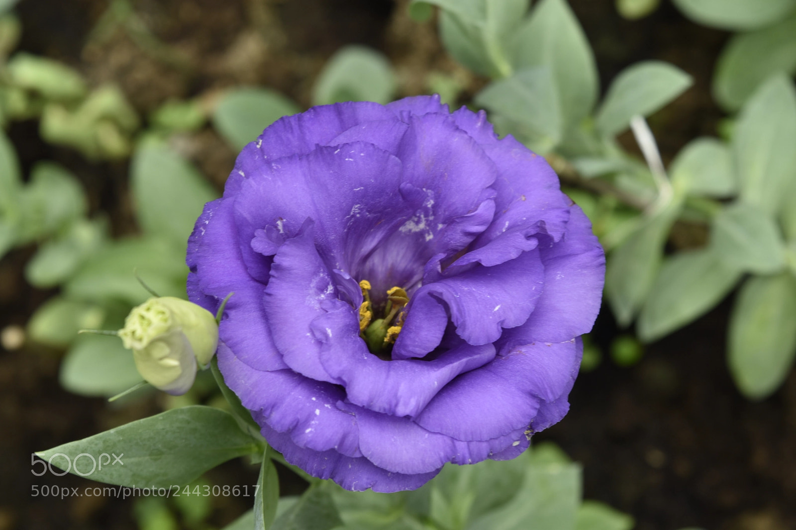 Nikon D5500 sample photo. Diantus photography