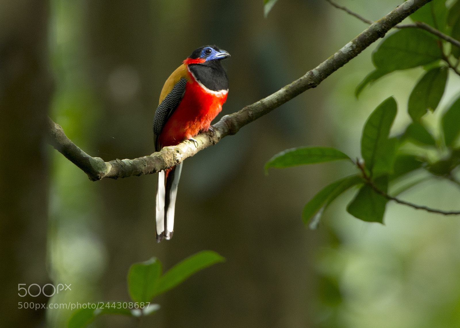 Nikon D4 sample photo. Red naped trogon photography