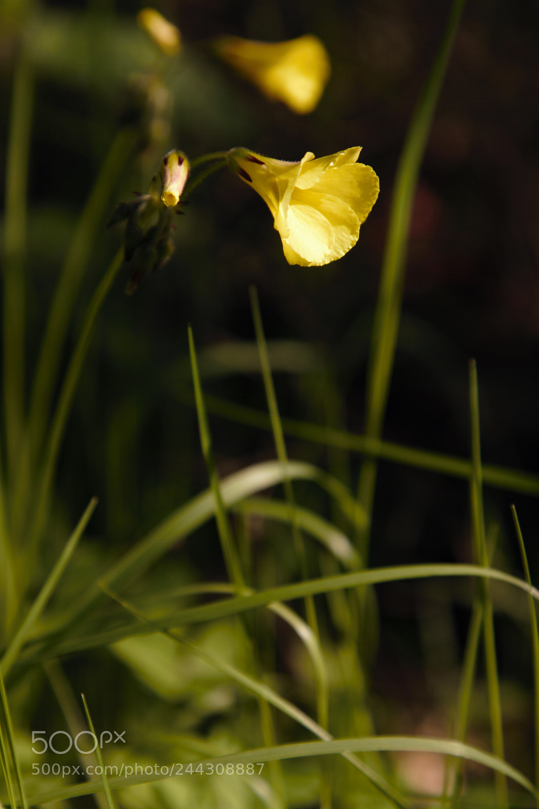 Canon EOS 50D sample photo. Flower photography