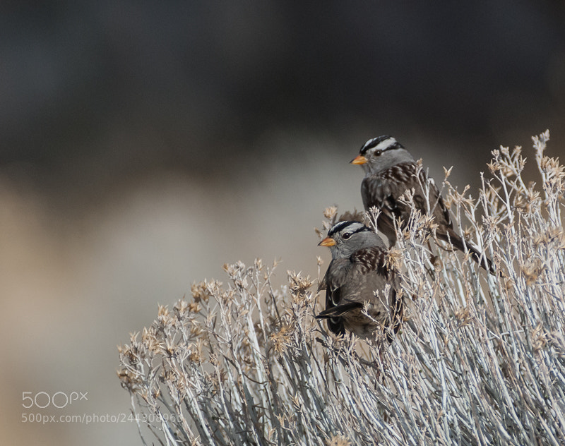 Nikon D80 sample photo. Two sparrows photography