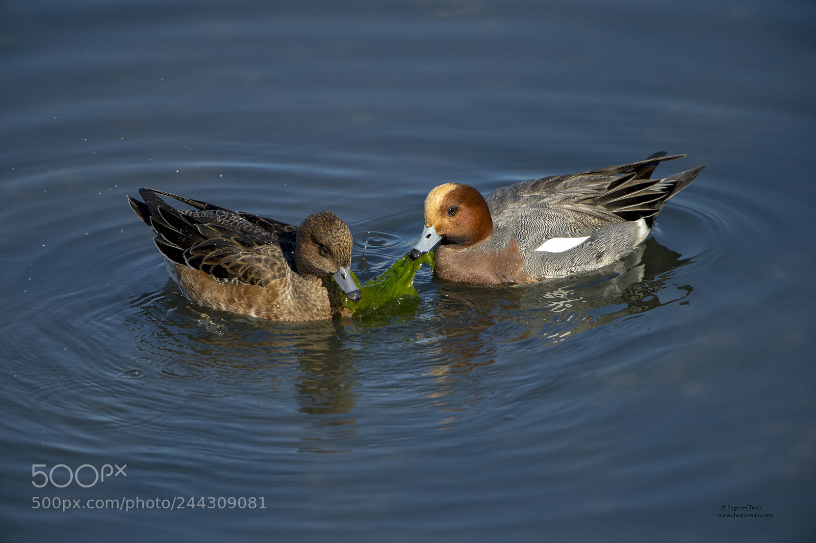 Nikon D4 sample photo. Wigeon photography