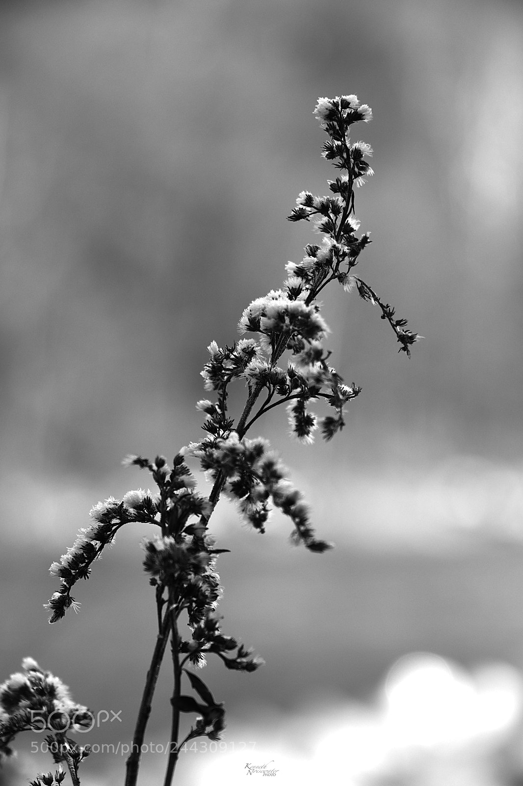 Canon EOS M5 sample photo. Winter flower photography