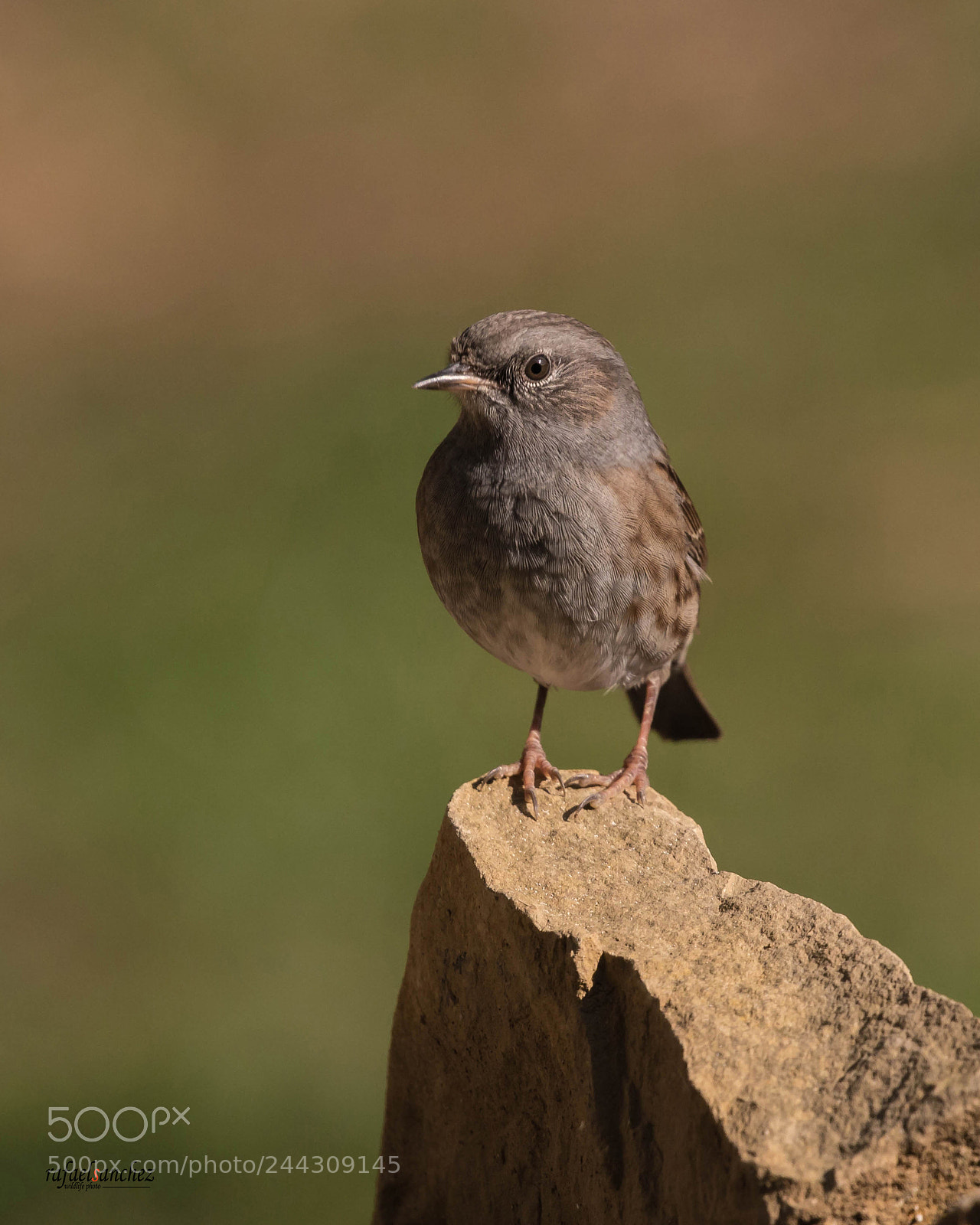 Canon EOS 7D Mark II sample photo. Acentor comun -dunnock photography