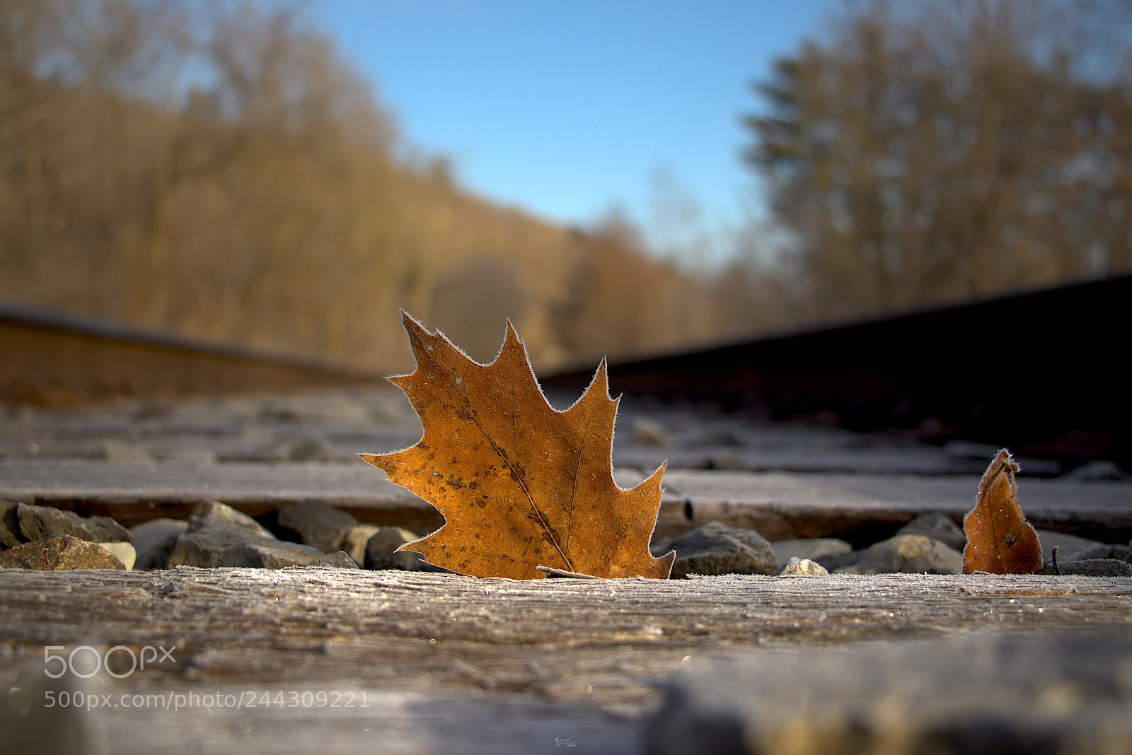 Canon EOS M5 sample photo. Frosted leaf on the photography