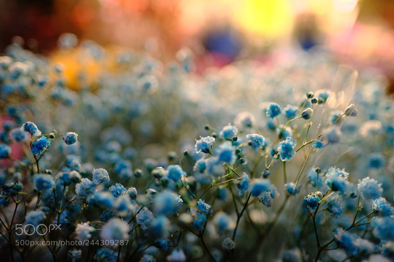 Fujifilm X-T2 sample photo. Blue flower in sunset photography