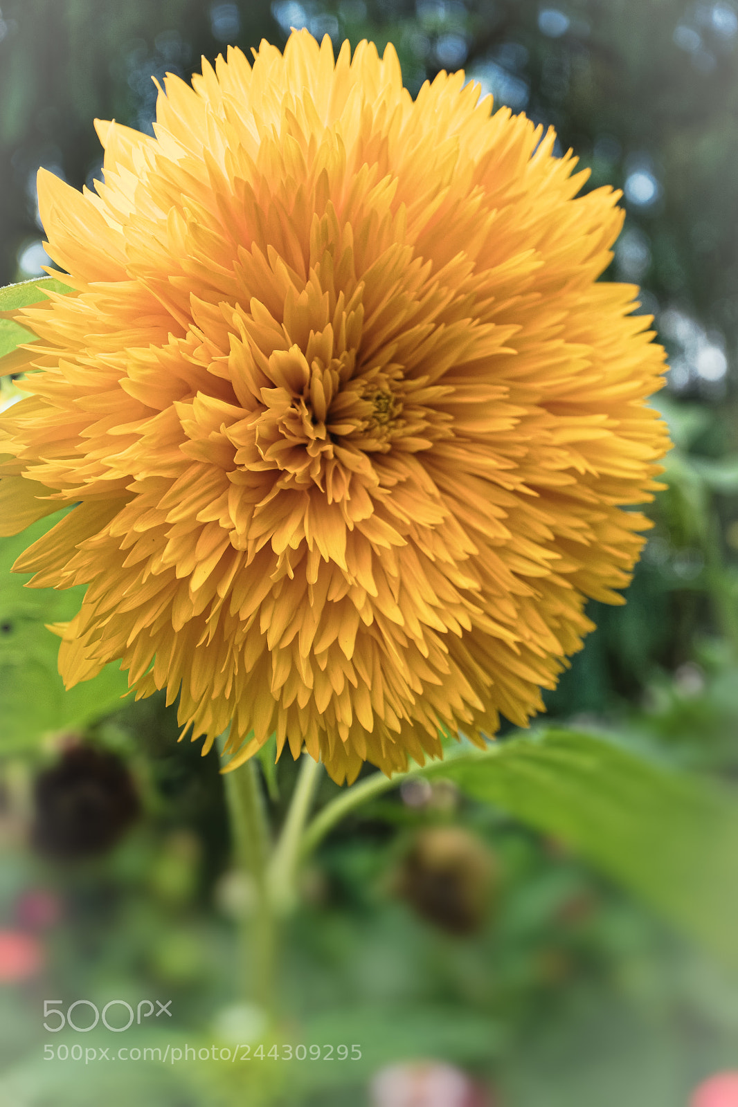 Canon EOS M5 sample photo. Sunflower botanical garden sydney photography