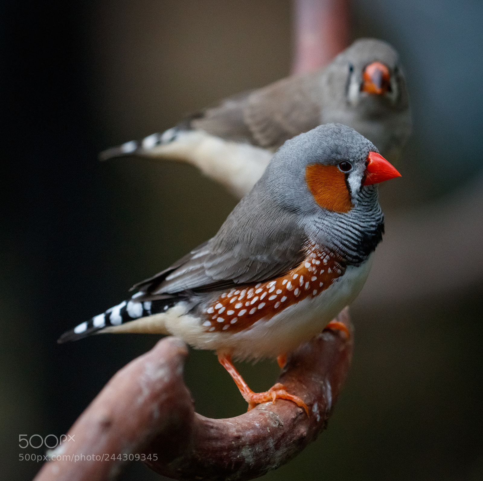 Canon EOS 5DS R sample photo. Zebra finches photography