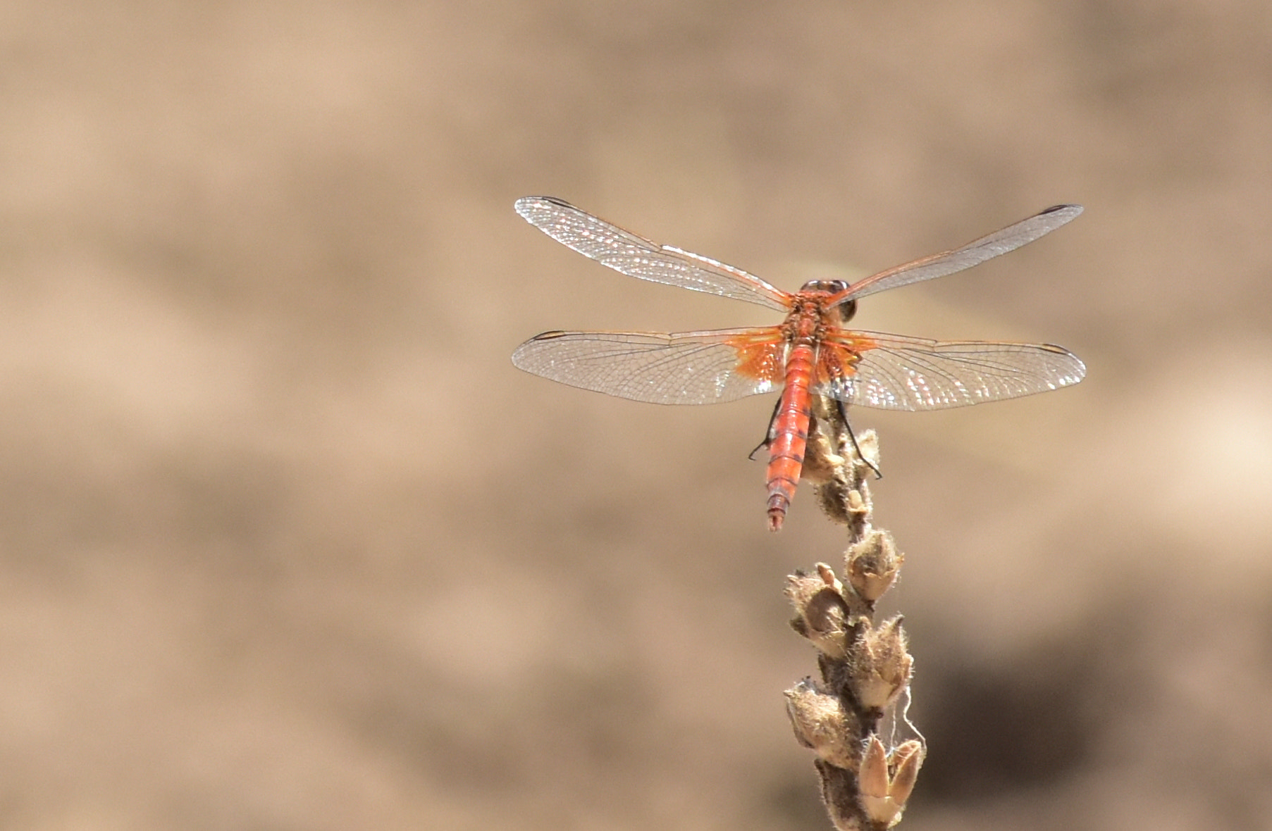 Nikon AF-Nikkor 80-200mm F2.8D ED sample photo. Lens test crop photography