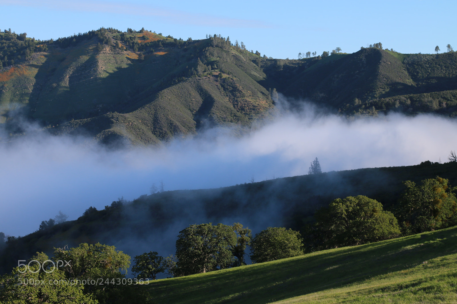 Canon EOS 70D + Canon EF 24-105mm F4L IS USM sample photo. Fog, figueroa mountain photography