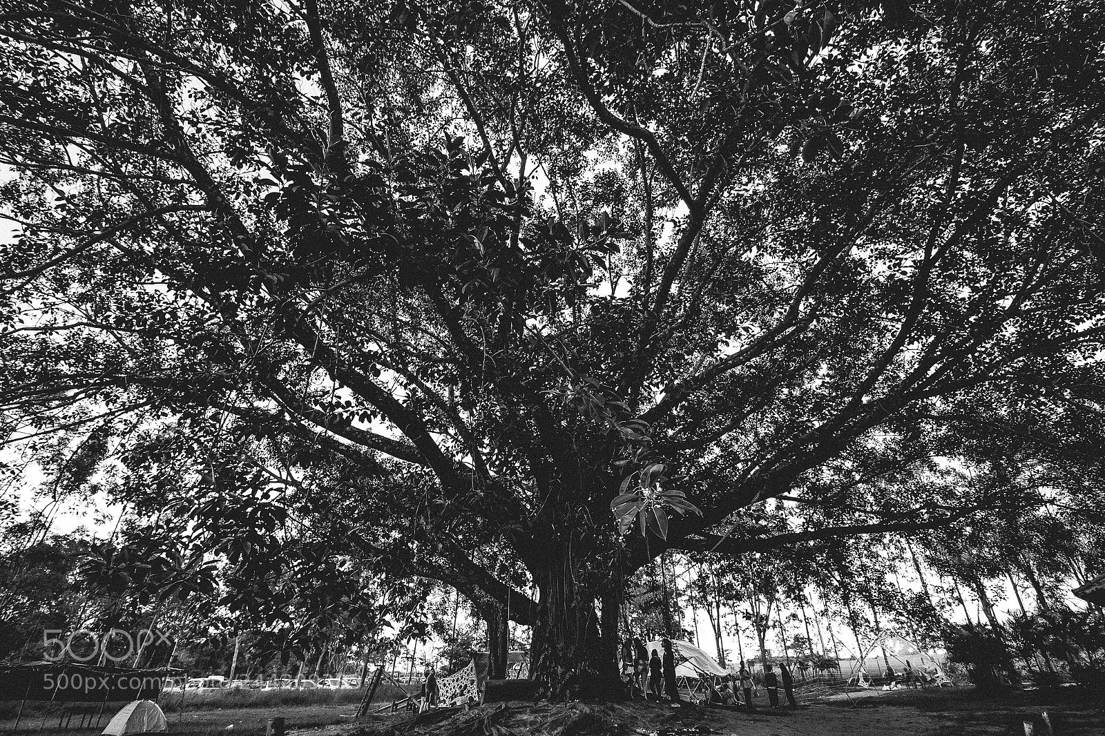 Canon EOS 600D (Rebel EOS T3i / EOS Kiss X5) sample photo. Dark tree photography