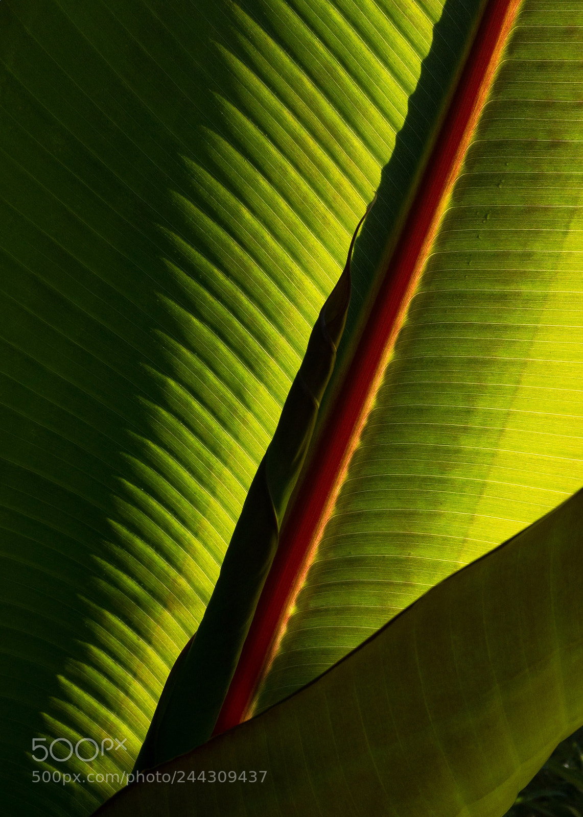 Apple iPhone 6s sample photo. Banana tree leaf photography