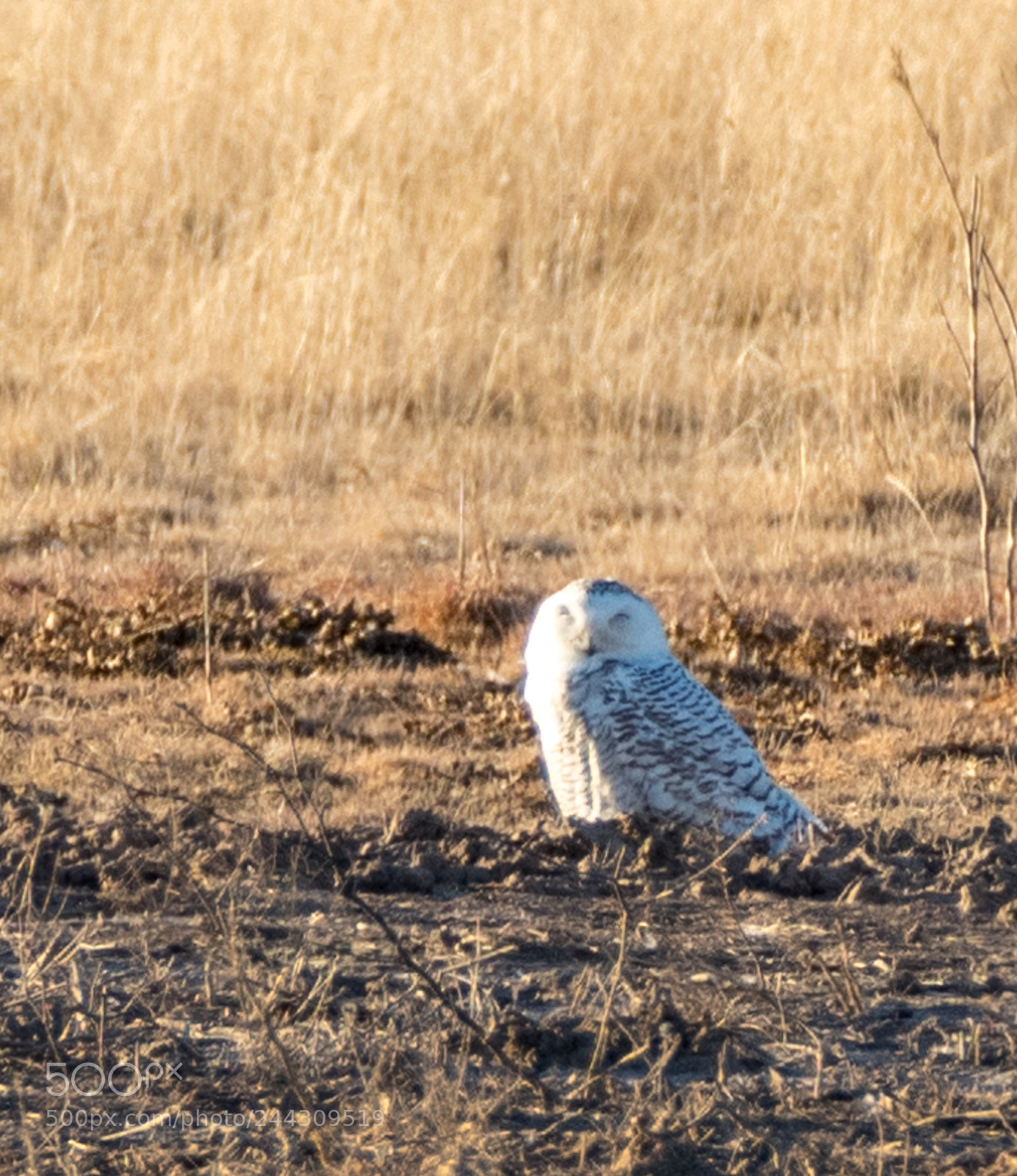 Nikon D500 sample photo. Snowy owl photography