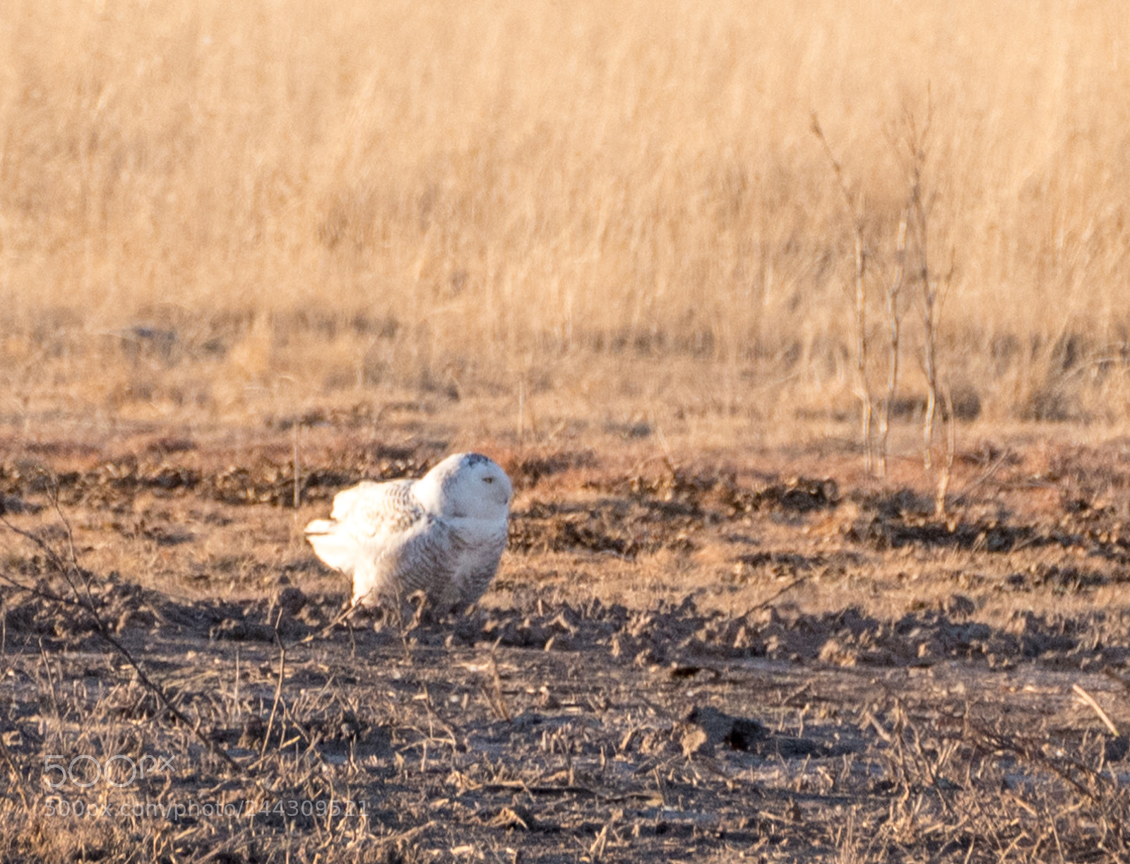 Nikon D500 sample photo. Snowy owl photography