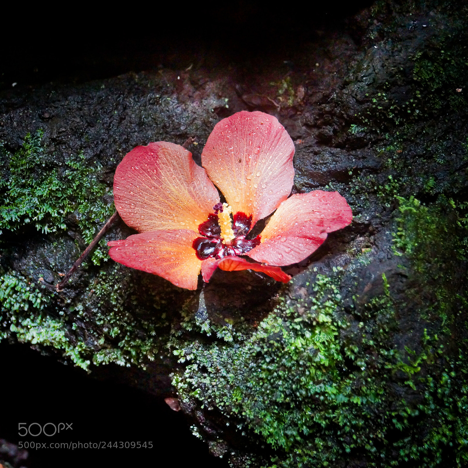 Sony SLT-A65 (SLT-A65V) sample photo. Cave flower photography