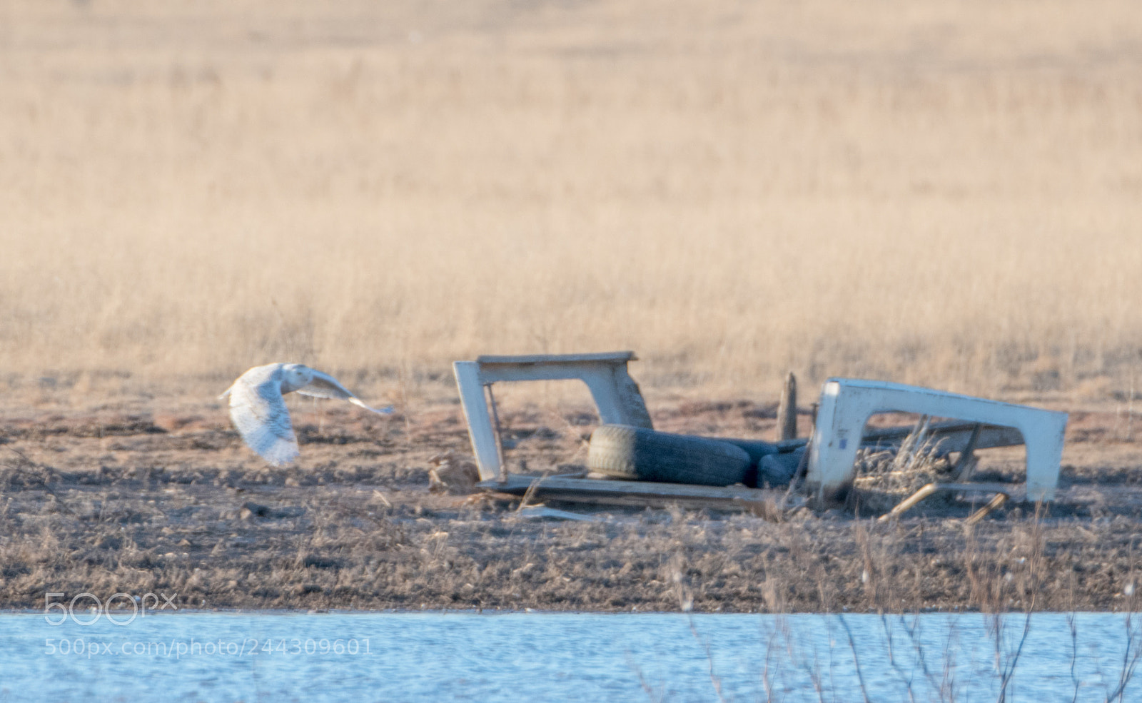 Nikon D500 sample photo. Snowy owl photography