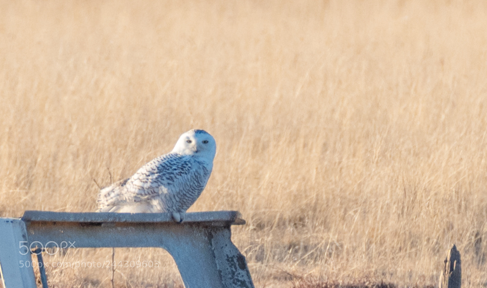 Nikon D500 sample photo. Snowy owl photography