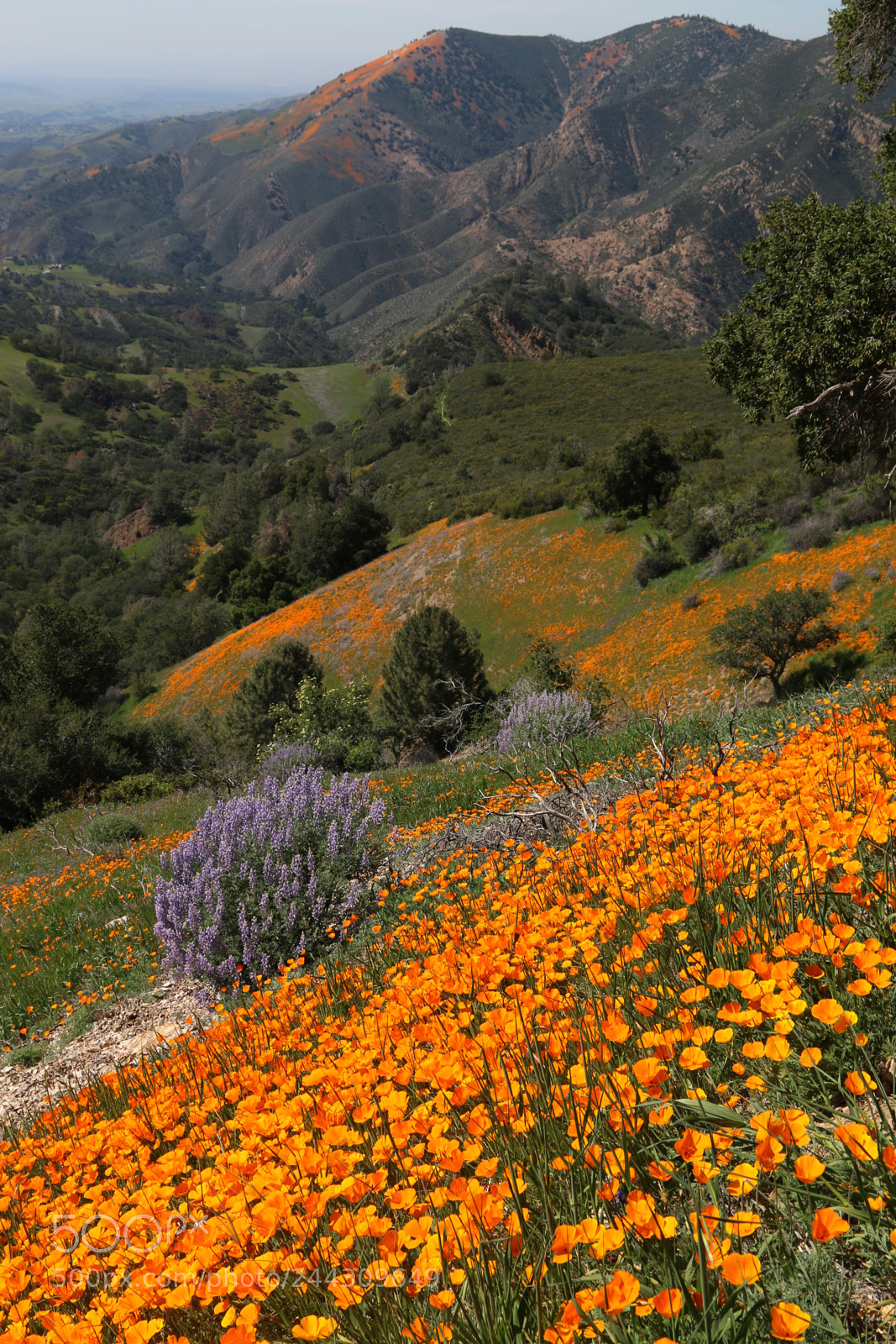 Canon EOS 70D + Canon EF 24-105mm F4L IS USM sample photo. Poppy, grass mountain photography