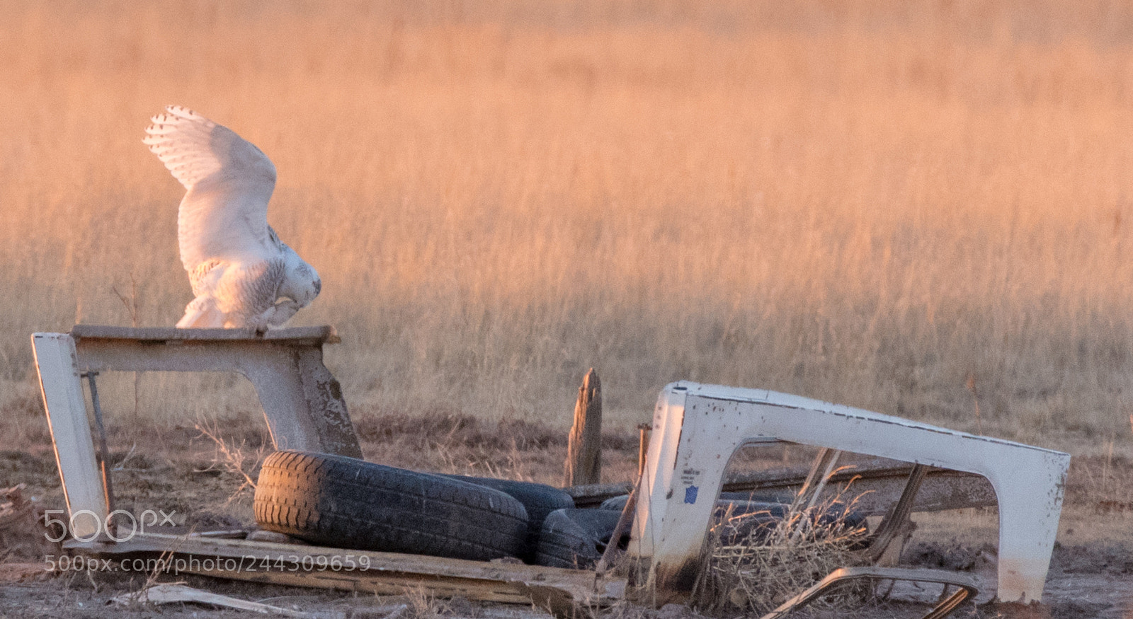 Nikon D500 sample photo. Snowy owl photography