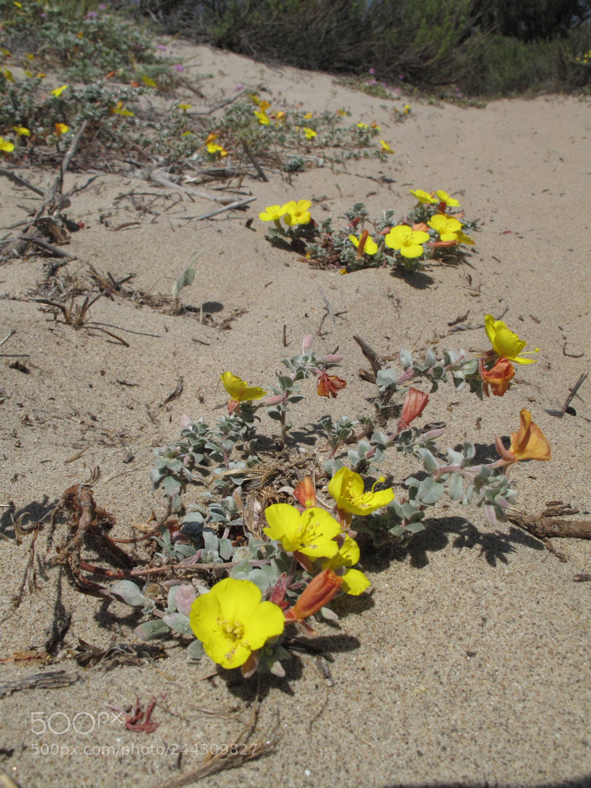 Canon PowerShot G10 sample photo. Flower, sand dune photography
