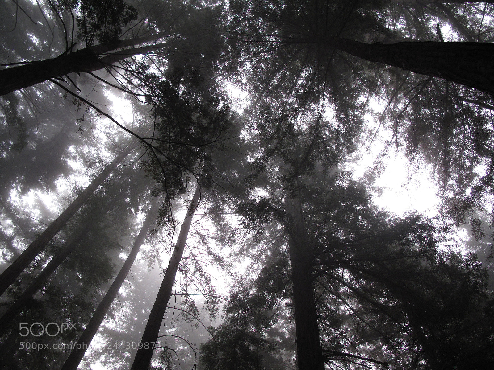 Canon PowerShot G10 sample photo. Fog, redwoods photography