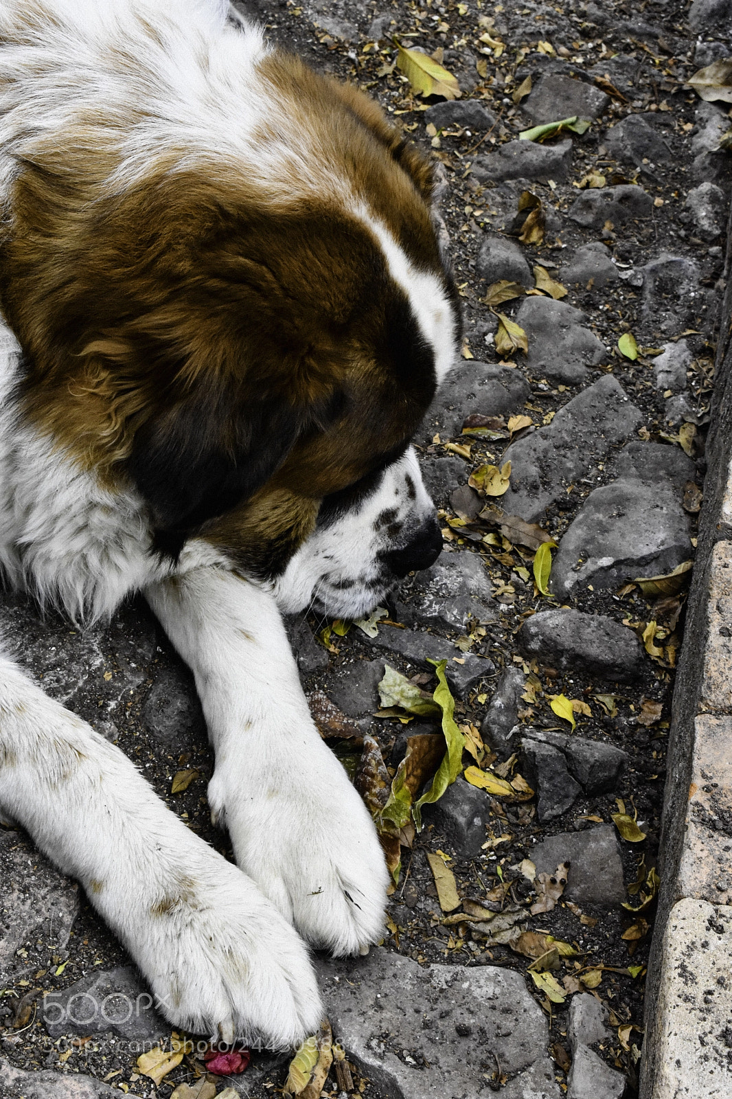 Nikon D3400 sample photo. Sanson photography