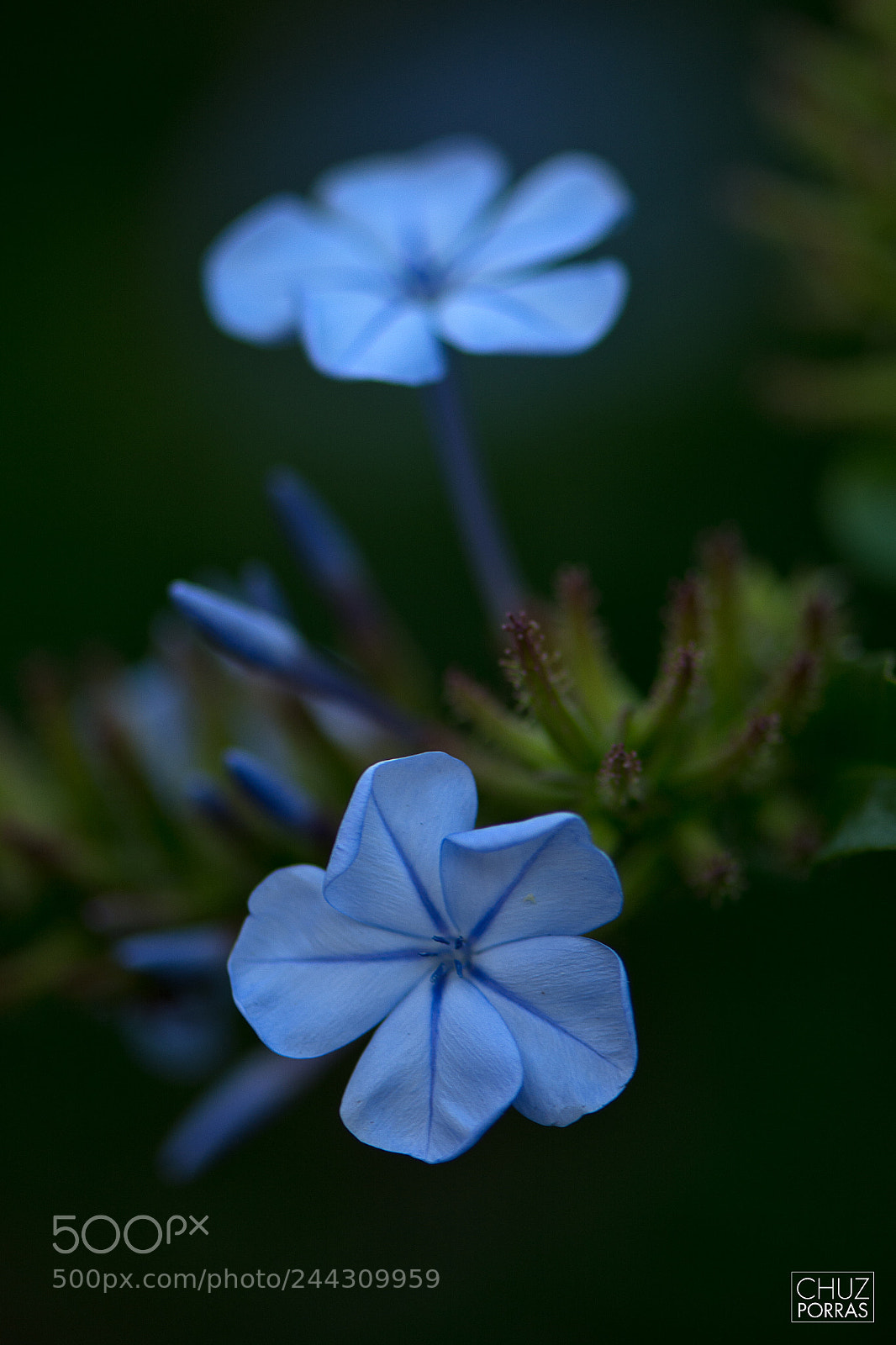 Nikon D7100 sample photo. Two flowers photography
